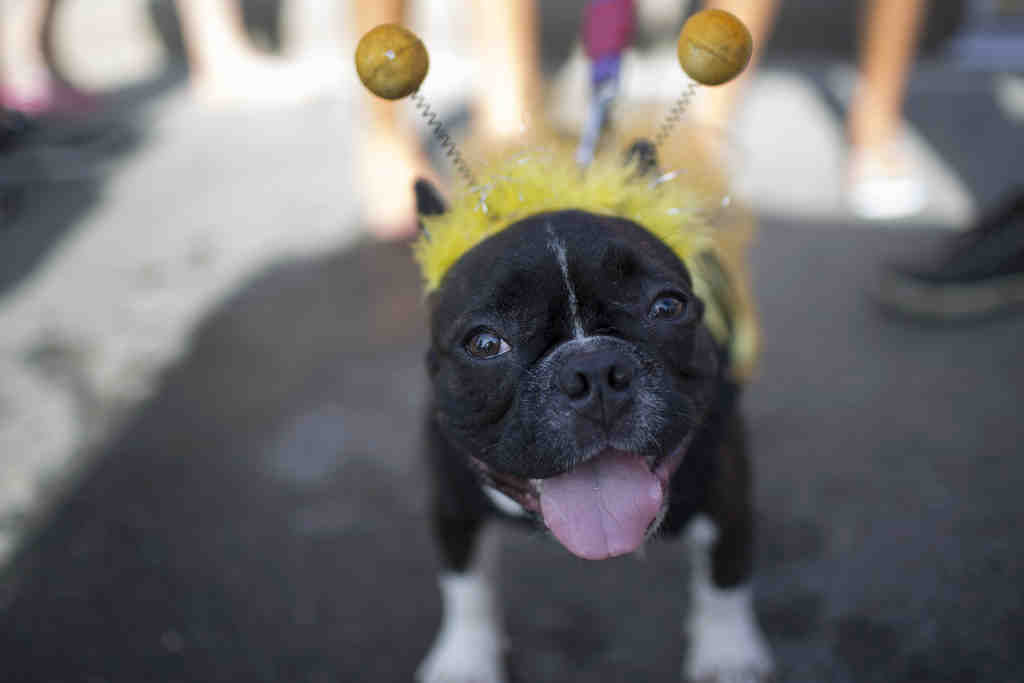Pet Costume